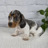 Hans, a male Miniature Dachshund for sale in Fresno, OH – 3 of 8