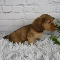 Cami, a female Miniature Dachshund for sale in Fresno, OH – 4 of 6