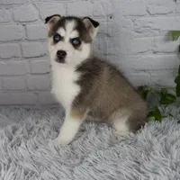 Trevor, a male Pomsky for sale in Fresno, OH – 2 of 5