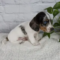 Hazel, a female Miniature Dachshund for sale in Fresno, OH – 7 of 9