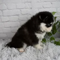 Tanner, a male Pomsky for sale in Fresno, OH – 3 of 5