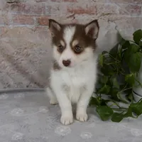 Kipp, a male Pomsky for sale in Fresno, OH – Photo 6 of 7