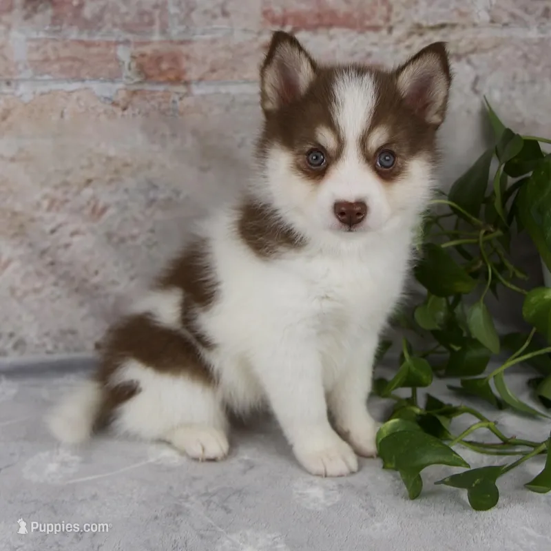 Kipp – Pomsky puppy for sale in Fresno, OH