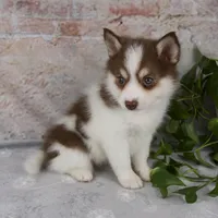 Kipp, a male Pomsky for sale in Fresno, OH – Photo 4 of 7