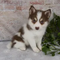 Kipp, a male Pomsky for sale in Fresno, OH – Photo 5 of 7