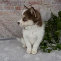 Kipp, a male Pomsky for sale in Fresno, OH – Photo 7 of 7