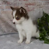 Kipp, a male Pomsky for sale in Fresno, OH – Photo 3 of 7