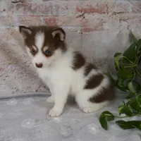 Kipp, a male Pomsky for sale in Fresno, OH – Photo 2 of 7