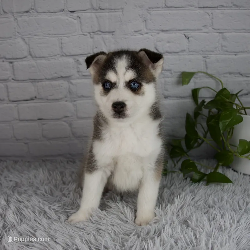 Trevor – Pomsky puppy for sale in Fresno, OH