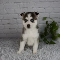 Trevor, a male Pomsky for sale in Fresno, OH – 1 of 5