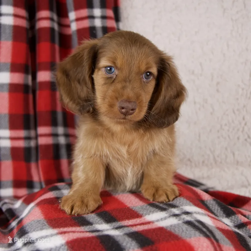Evan – Miniature Dachshund puppy for sale in Fresno, OH