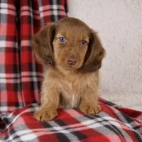 Evan, a male Miniature Dachshund for sale in Fresno, OH – 1 of 9