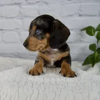 Hunter, a male Miniature Dachshund for sale in Fresno, OH – 5 of 8