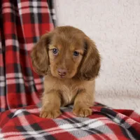 Elise, a female Miniature Dachshund for sale in Fresno, OH – 5 of 9