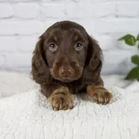 Forest, a male Miniature Dachshund for sale in Fresno, OH – 1 of 8