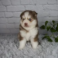 Quincy, a male Pomsky for sale in Fresno, OH – 5 of 5