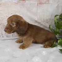 Otis, a male Miniature Dachshund for sale in Fresno, OH – Photo 4 of 10