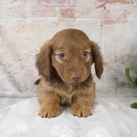 Otis, a male Miniature Dachshund for sale in Fresno, OH – Photo 9 of 10