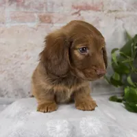 Otis, a male Miniature Dachshund for sale in Fresno, OH – Photo 3 of 10