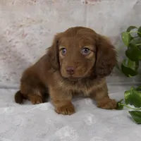 Otis, a male Miniature Dachshund for sale in Fresno, OH – Photo 6 of 10