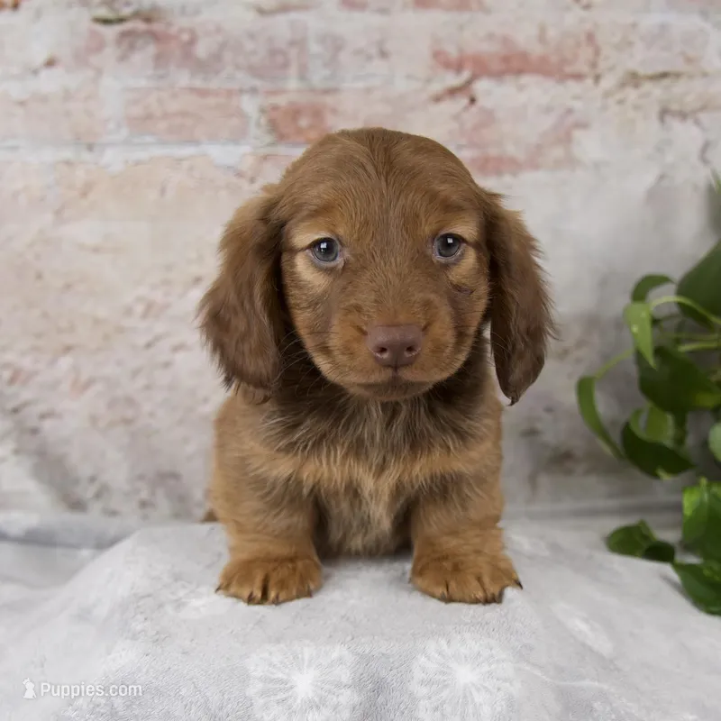 Otis – Miniature Dachshund puppy for sale in Fresno, OH