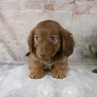 Otis, a male Miniature Dachshund for sale in Fresno, OH – Photo 10 of 10