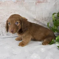 Otis, a male Miniature Dachshund for sale in Fresno, OH – Photo 5 of 10