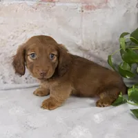 Otis, a male Miniature Dachshund for sale in Fresno, OH – Photo 2 of 10