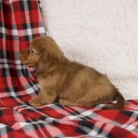 Elise, a female Miniature Dachshund for sale in Fresno, OH – 8 of 9