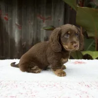 Austin, a male Miniature Dachshund for sale in Fresno, OH – 5 of 6