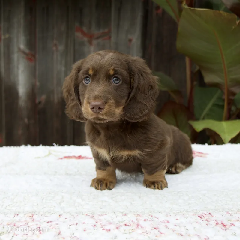 Austin – Miniature Dachshund puppy for sale in Fresno, OH