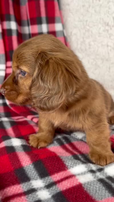 Elvis, a male Miniature Dachshund for sale in Fresno, OH – 8 of 8