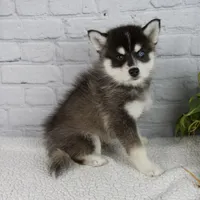 Silas, a male Pomsky for sale in Fresno, OH – Photo 3 of 7