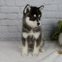 Silas, a male Pomsky for sale in Fresno, OH – Photo 6 of 7