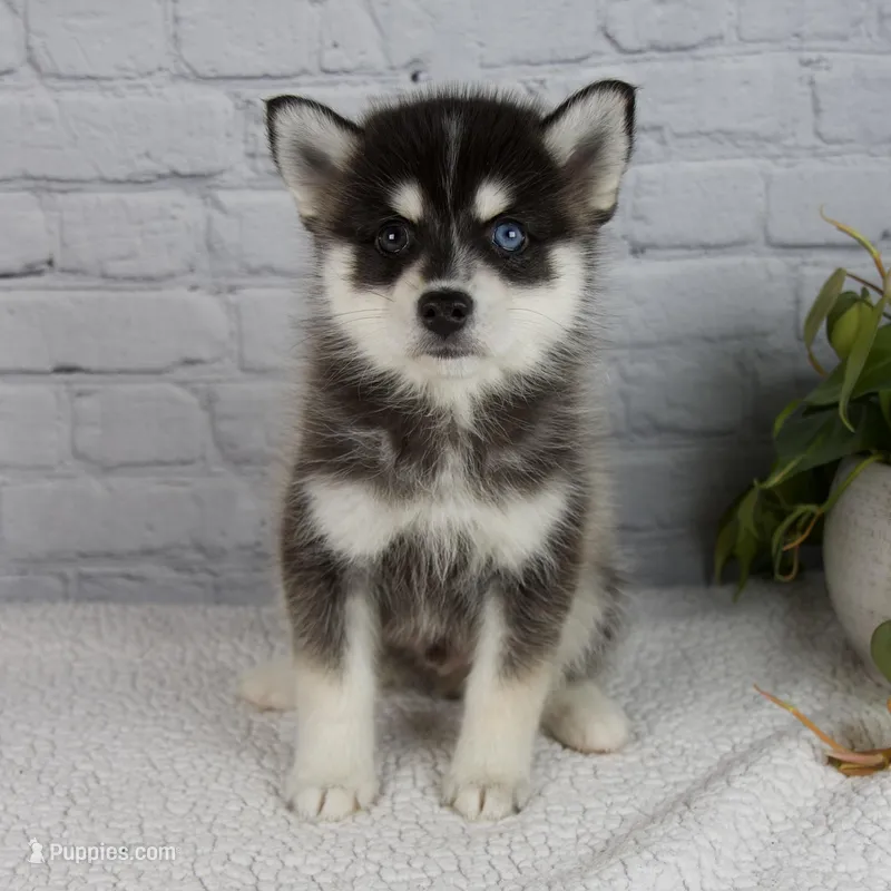Silas – Pomsky puppy for sale in Fresno, OH