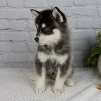 Silas, a male Pomsky for sale in Fresno, OH – Photo 7 of 7