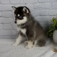 Silas, a male Pomsky for sale in Fresno, OH – Photo 4 of 7