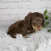 Cleo, a male Miniature Dachshund for sale in Fresno, OH – 5 of 7