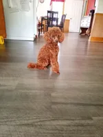 Reese, a male Bichpoo for sale in Fresno, OH – Photo 4 of 5