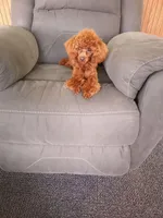 Reese, a male Bichpoo for sale in Fresno, OH – Photo 2 of 5