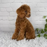 Reese, a male Bichpoo for sale in Fresno, OH – Photo 3 of 5