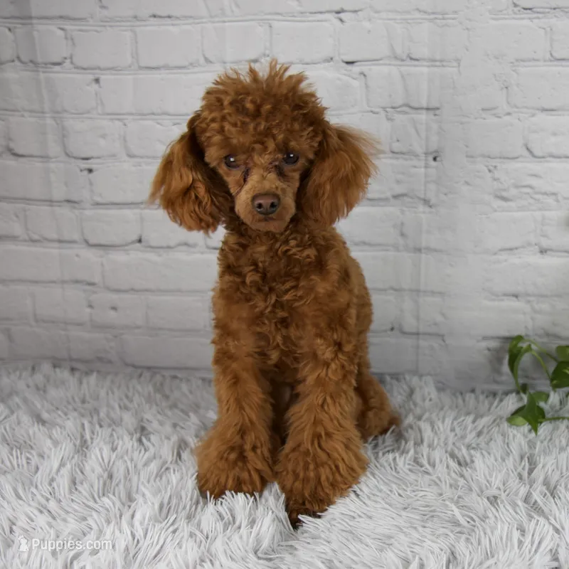 Reese – Bichpoo puppy for sale in Fresno, OH