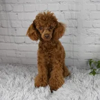 Reese, a male Bichpoo for sale in Fresno, OH – Photo 1 of 5