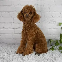 Reese, a male Bichpoo for sale in Fresno, OH – Photo 5 of 5