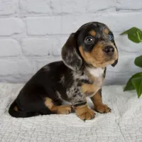 Hunter, a male Miniature Dachshund for sale in Fresno, OH – 7 of 8