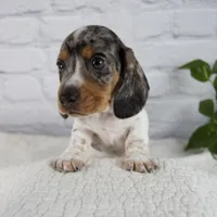 Hans, a male Miniature Dachshund for sale in Fresno, OH – 6 of 8