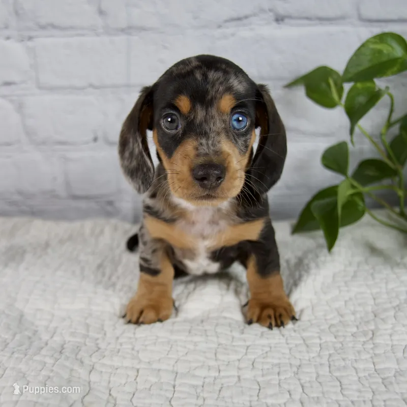 Hunter – Miniature Dachshund puppy for sale in Fresno, OH