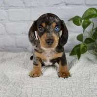 Hunter, a male Miniature Dachshund for sale in Fresno, OH – 1 of 8