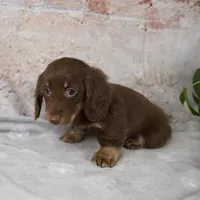 Oakley, a female Miniature Dachshund for sale in Fresno, OH – Photo 5 of 10