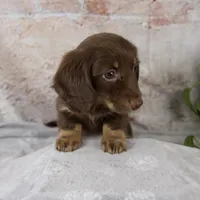 Oakley, a female Miniature Dachshund for sale in Fresno, OH – Photo 7 of 10